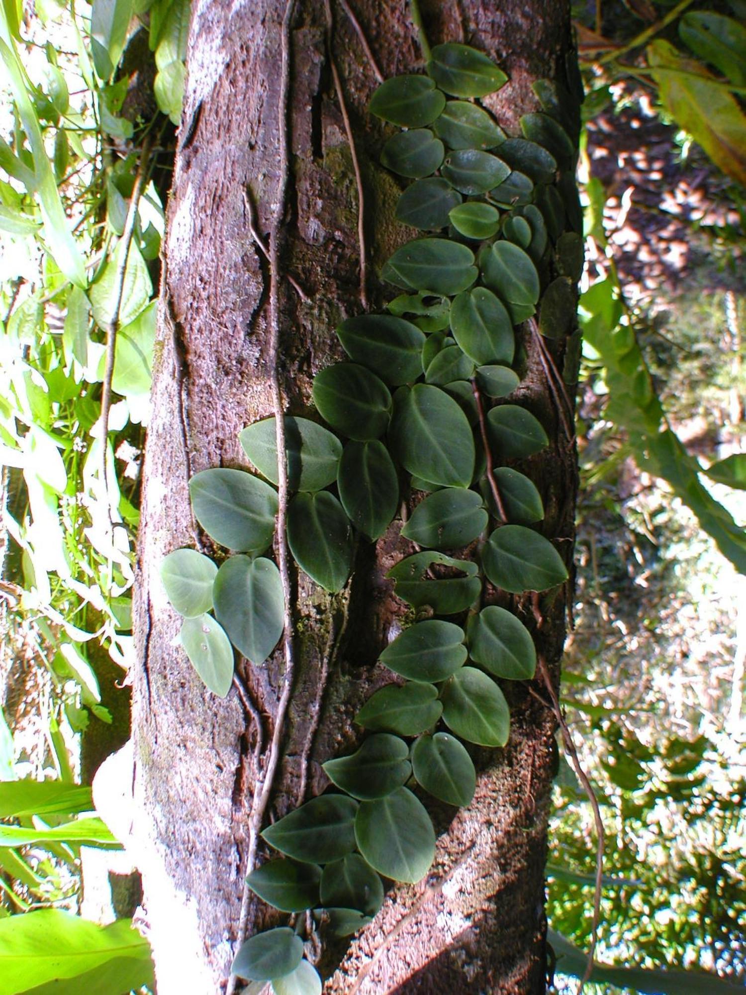 Epiphyte B & B Cow Bay Exterior foto